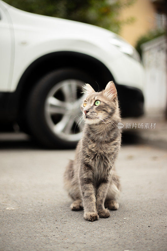 一只眼黄，一只眼绿的流浪猫。