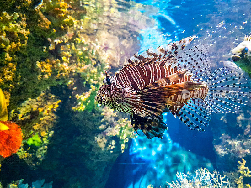 水族馆里的红狮子鱼