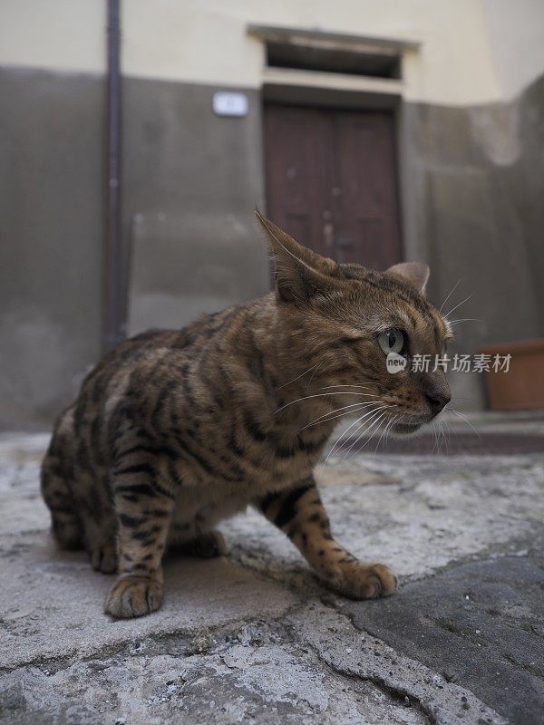 流浪猫在街上