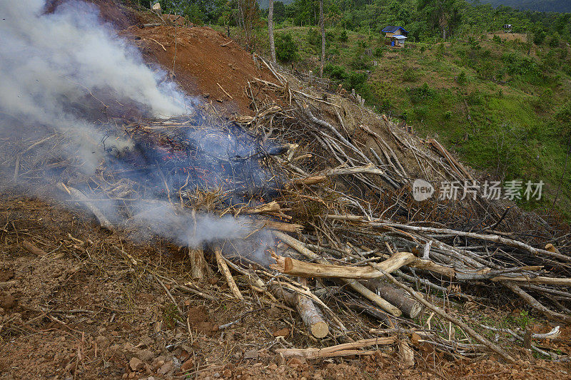 通过燃烧森林砍伐清理新的土地-库存照片