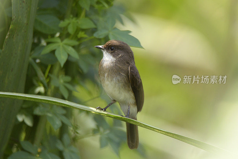 沼泽捕蝇草