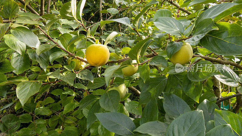 Kakibaum(龙葵)