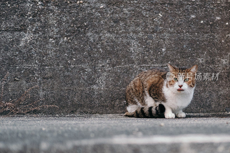 一只虎斑猫伸出舌头的形象