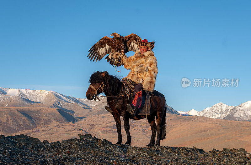 阿尔泰山上，一位哈萨克猎鹰人骑在马上，手臂上挽着驯服的金雕