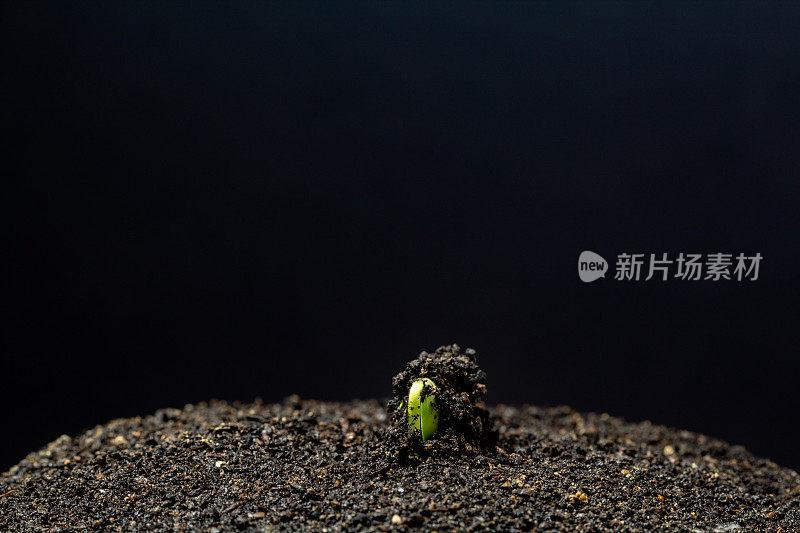 这是在黑色背景下拍摄的大豆从豆芽中生长出来的地面照片。