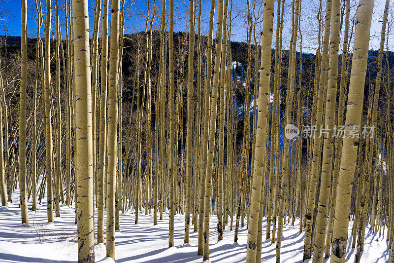 山景与白杨树风景冬季景观