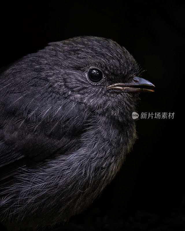 黑色背景南岛鸮鹦鹉幼鸟近距离拍摄
