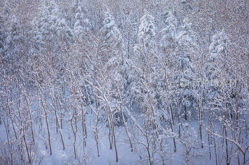 纯白色的背景上，杉树树枝上覆盖着厚厚的积雪