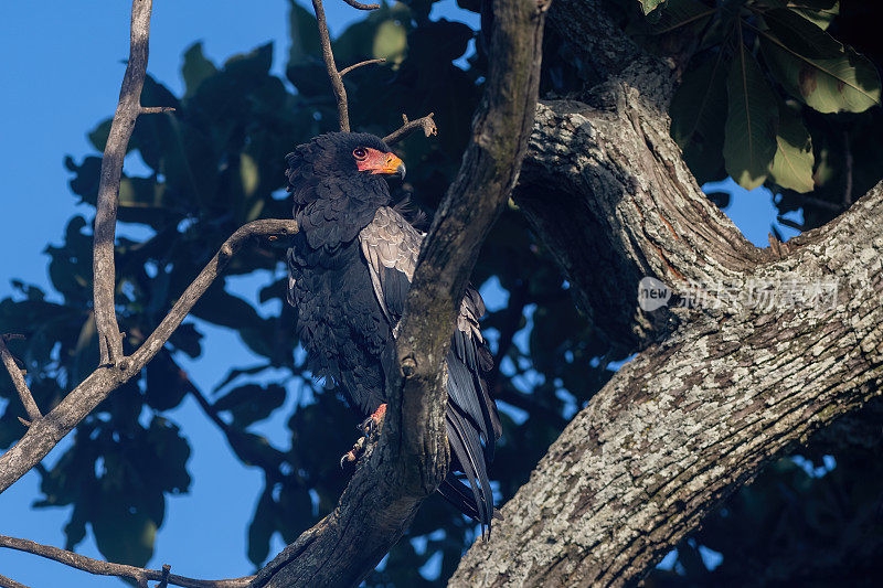 坦桑尼亚曼雅拉国家公园，一只长尾鹰站在树上