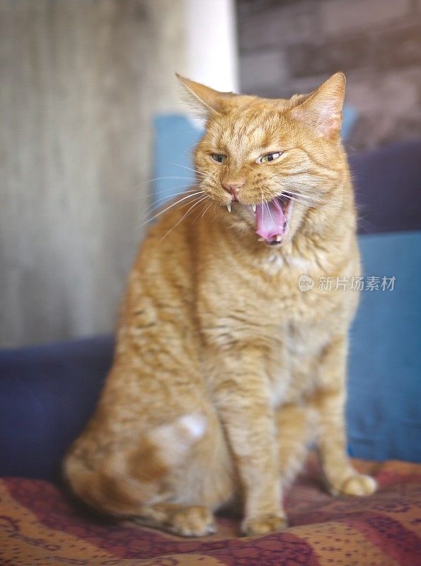 愤怒的姜黄色猫坐在沙发上，张着嘴发出嘶嘶声。具有选择性焦点的垂直图像。