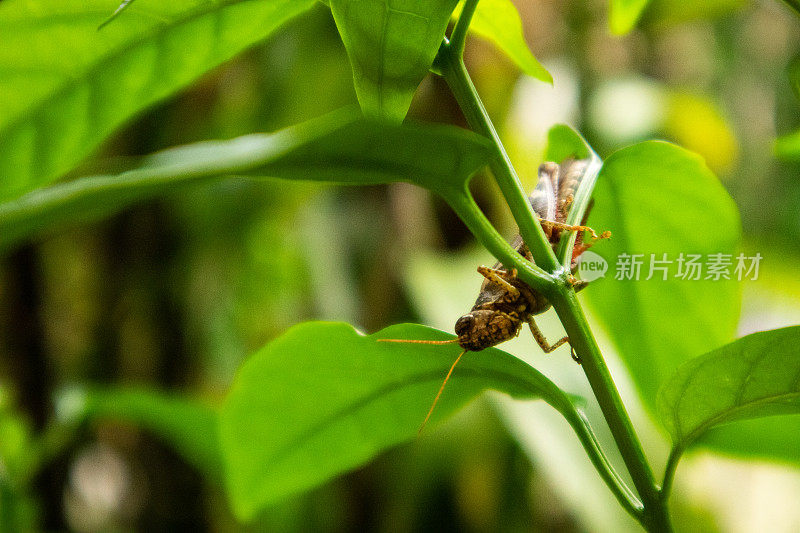 蚱蜢以一种自然的方式附着在树枝上。