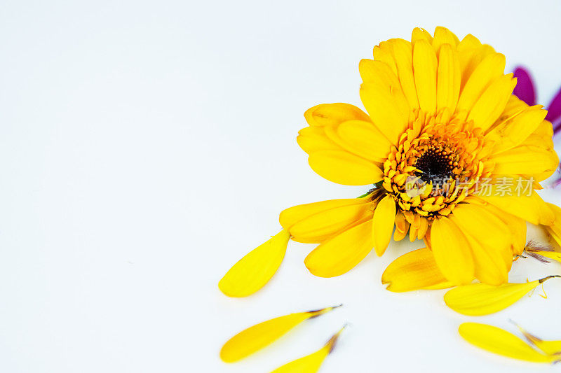 雏菊花头的特写，落在白色背景上的黄粉色花瓣。离体金盏花，金盏花。创意简约的设计理念。有选择性的重点。