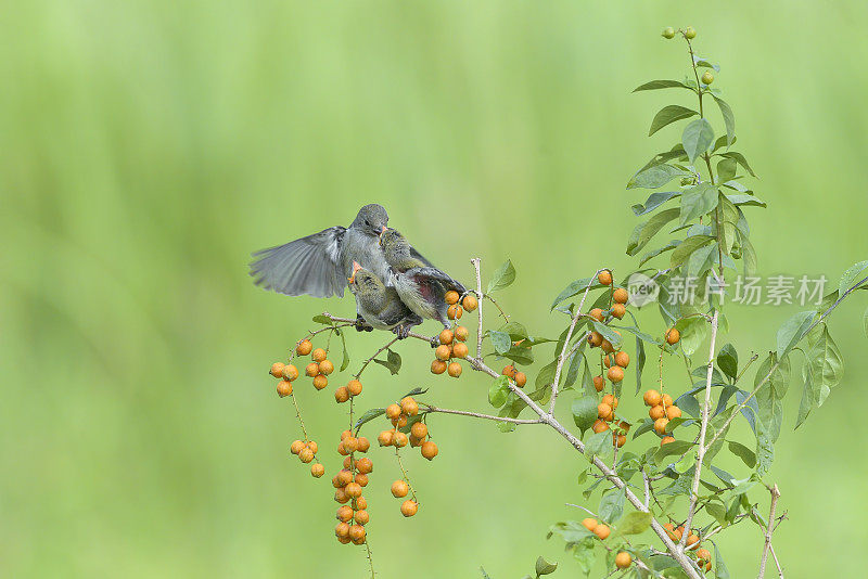 雌性红头啄花鸟给雏鸟带来食物