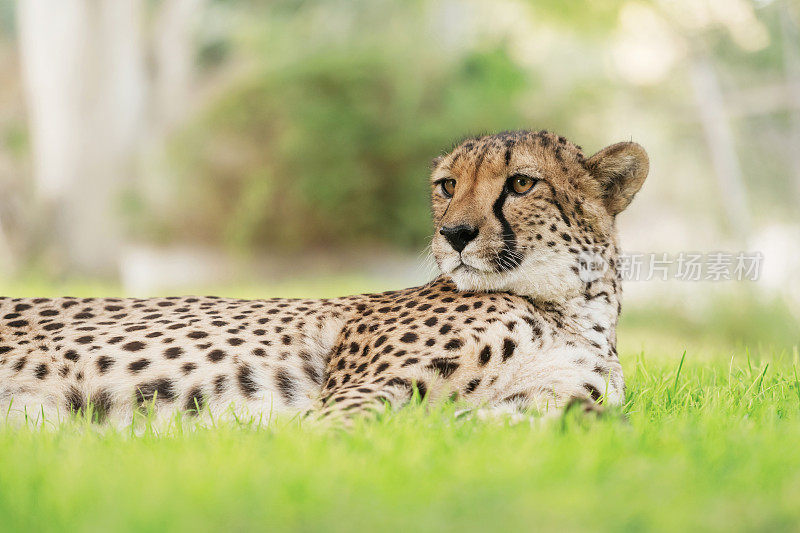 猎豹的特写镜头，它躺在绿色的草地上