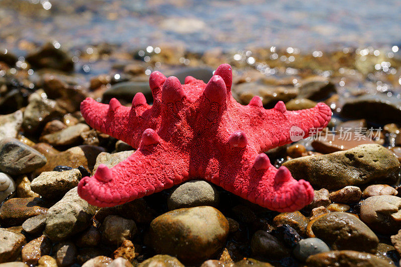 河岸上的一颗星星形状的贝壳。在海边度假。在大自然中度假。
