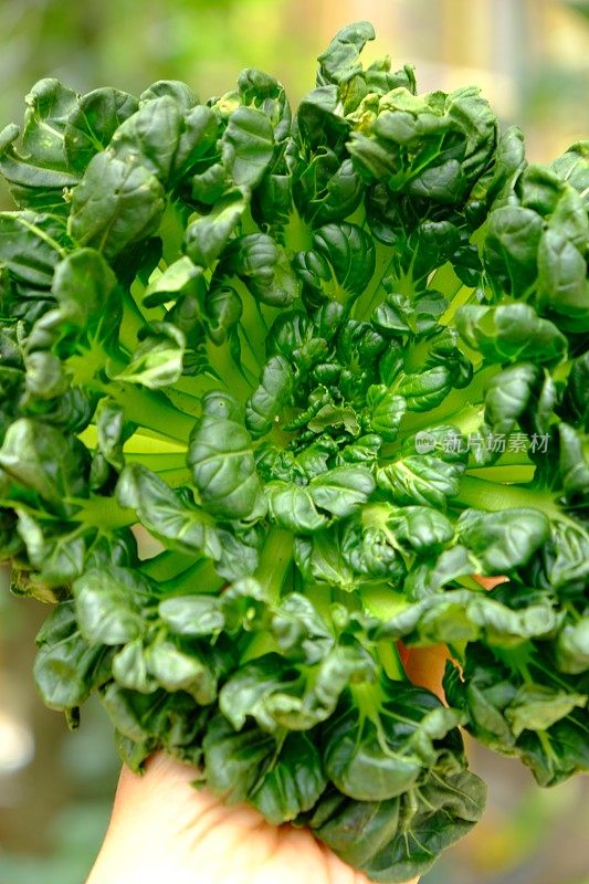 Sawi宝塔。Tatsoi是一种亚洲品种的油菜，用于蔬菜种植。它也被称为白菜，与我们更熟悉的白菜密切相关。油菜。narinosa。