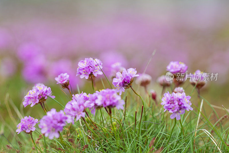 春天的海上节俭