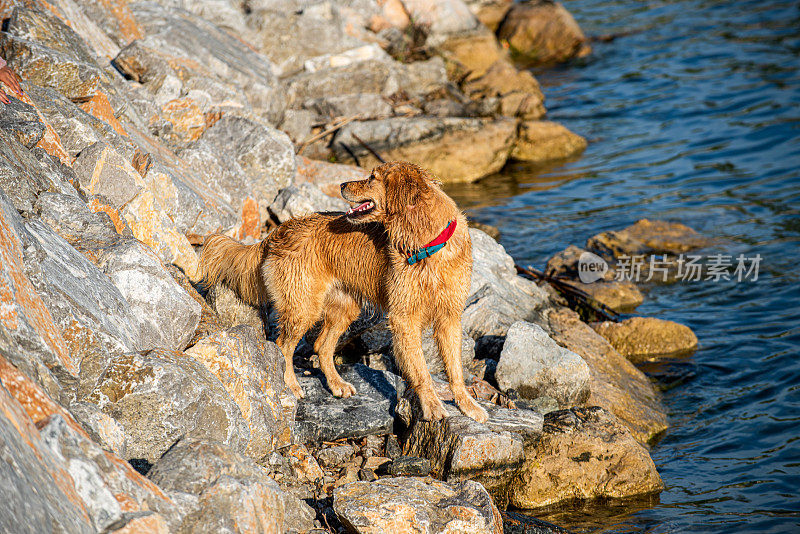 金毛猎犬在海边游泳