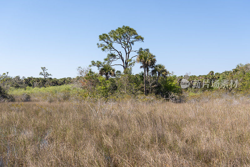 棕榈树和松树的小吊床岛被湿地草包围