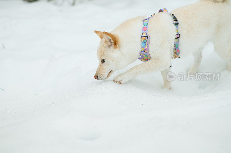 雪上的白色柴犬