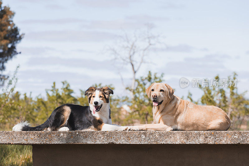 宠物陪伴。一只顽皮的边境牧羊犬和一只金毛猎犬在一起休息。