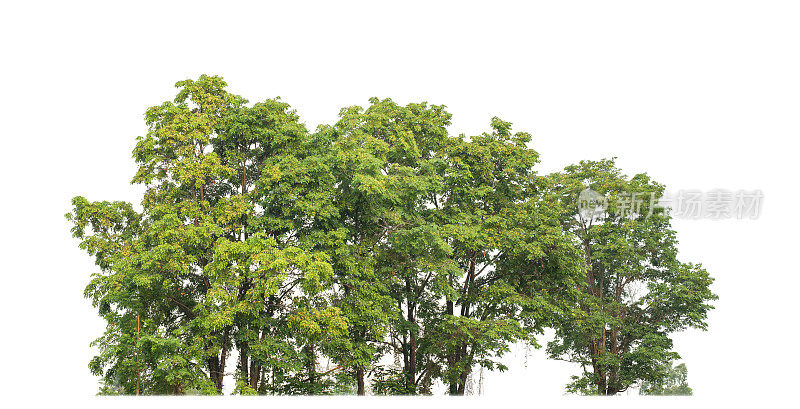 白色背景上孤立的绿树。夏天的森林和树叶是否适合打印和带有切割路径和alpha通道的网页