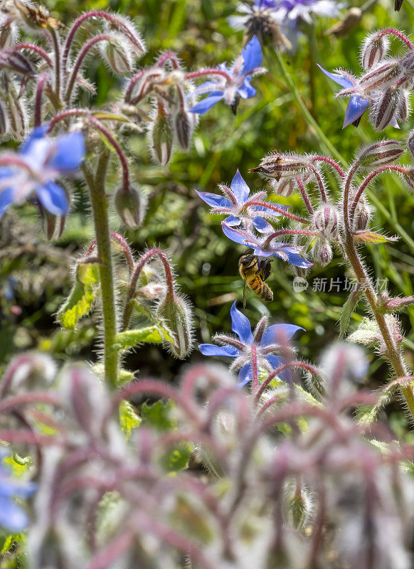 蜜蜂在琉璃苣花上