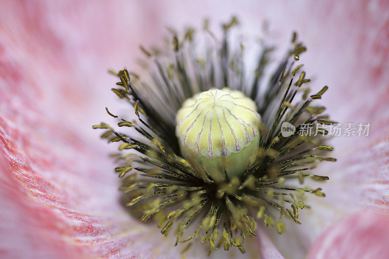 粉红色罂粟花的雄蕊