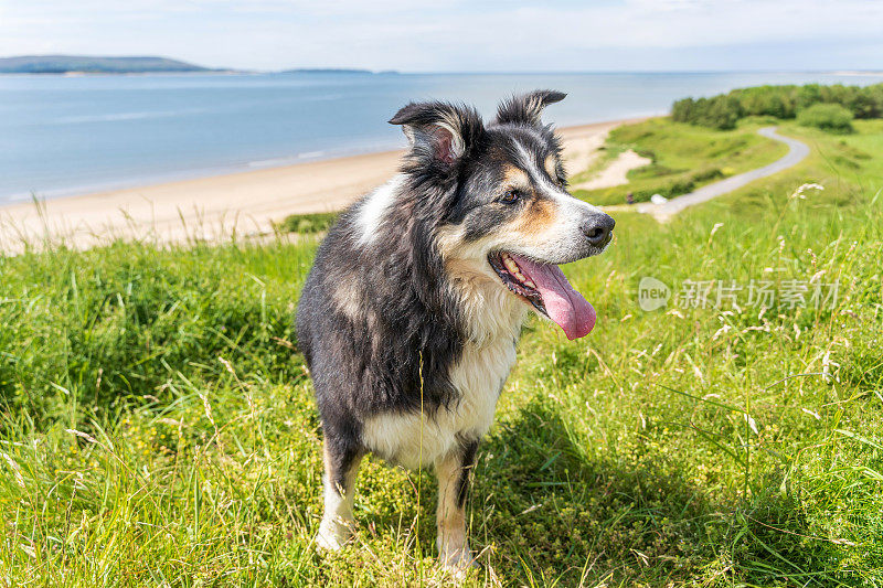 山顶上的边境牧羊犬