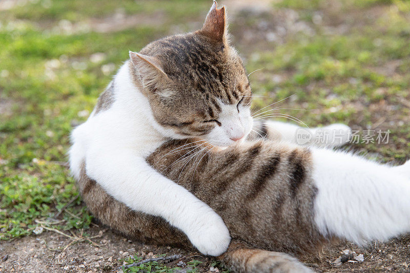 流浪猫在街上休息