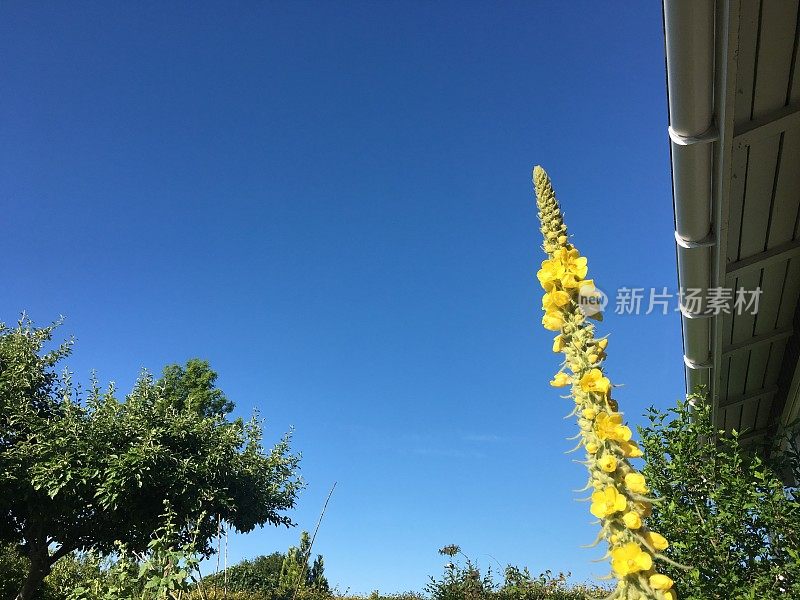 开花的毛蕊花——俗称毛蕊花(亦称丝绒植物)，属玄参科(玄参科)约360种开花植物的一个属。它们原产于欧洲和亚洲。