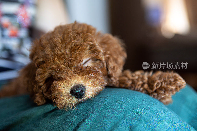 狮子狗躺在女人的腿上睡觉