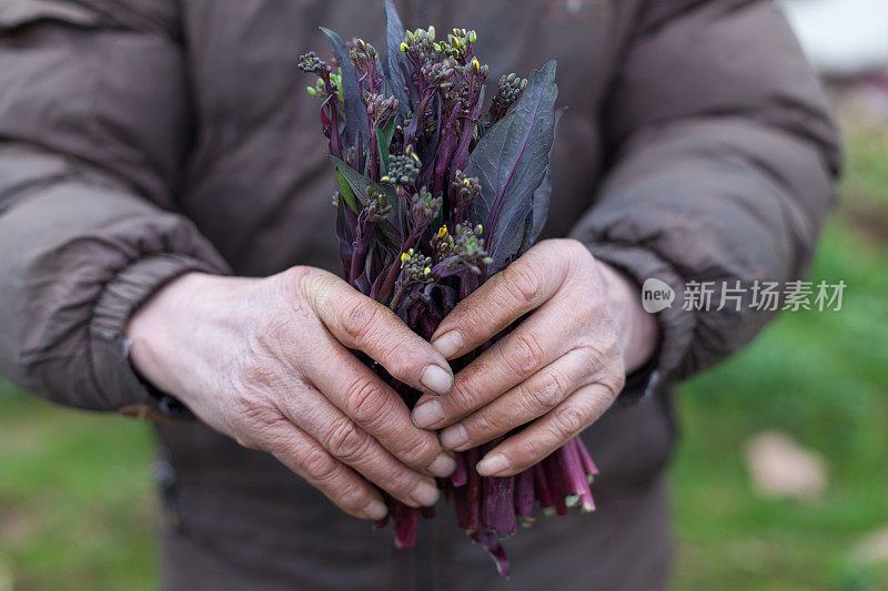 老人捧着紫甘蓝