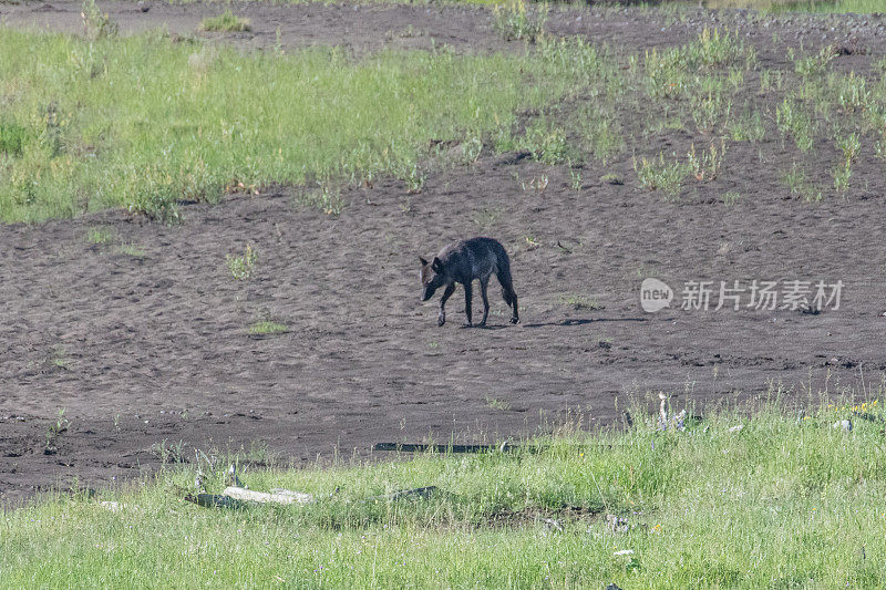 灰狼在啃野牛的尸体