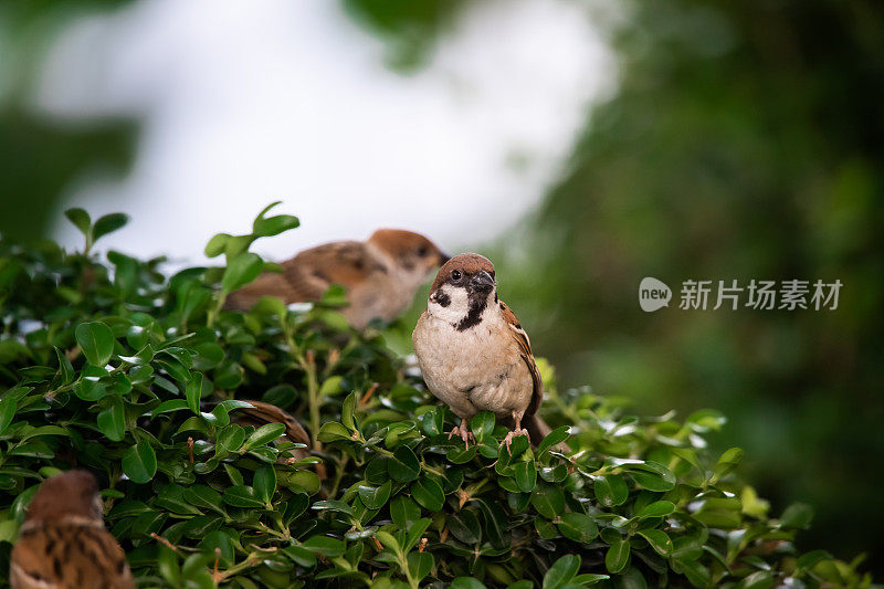 树上的小鸟麻雀，在空中扑腾