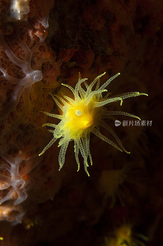 海洋生物水肺潜水员眼中的黄色软珊瑚