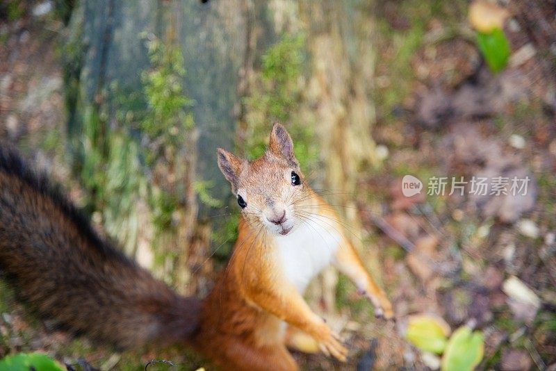 森林里可爱的小红松鼠