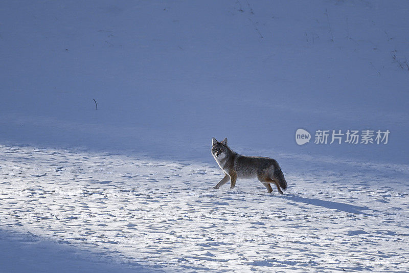 威斯特克利夫的克里斯托山的郊狼