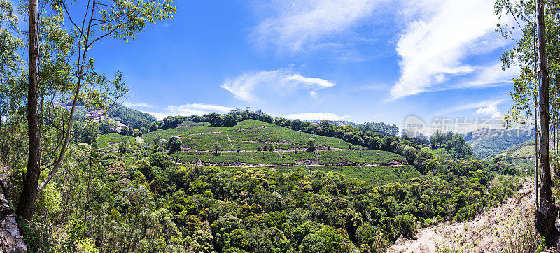 印度喀拉拉邦穆纳尔茶园全景