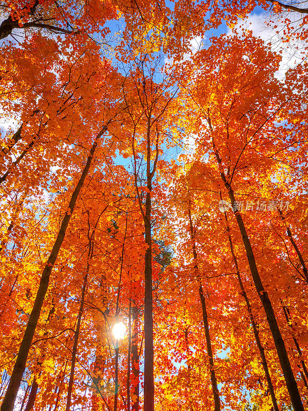 加拿大安大略省伍德布里奇博伊德保护公园的秋季糖枫树