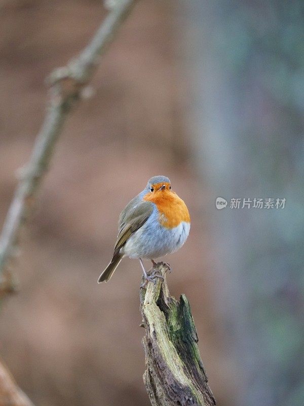 罗宾-红斑狼疮rubecula