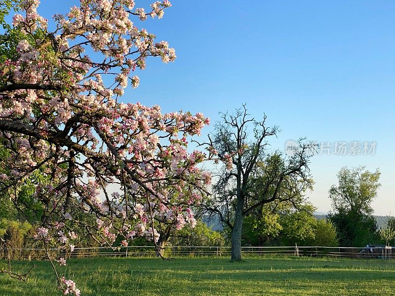 苹果树开花