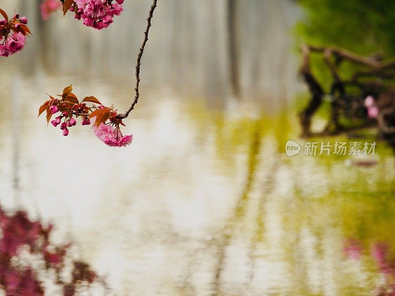 樱花湖