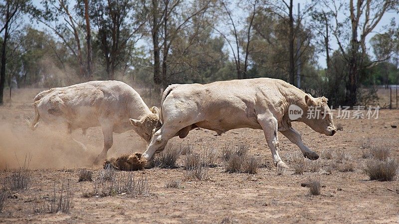 两头公牛在尘土中搏斗