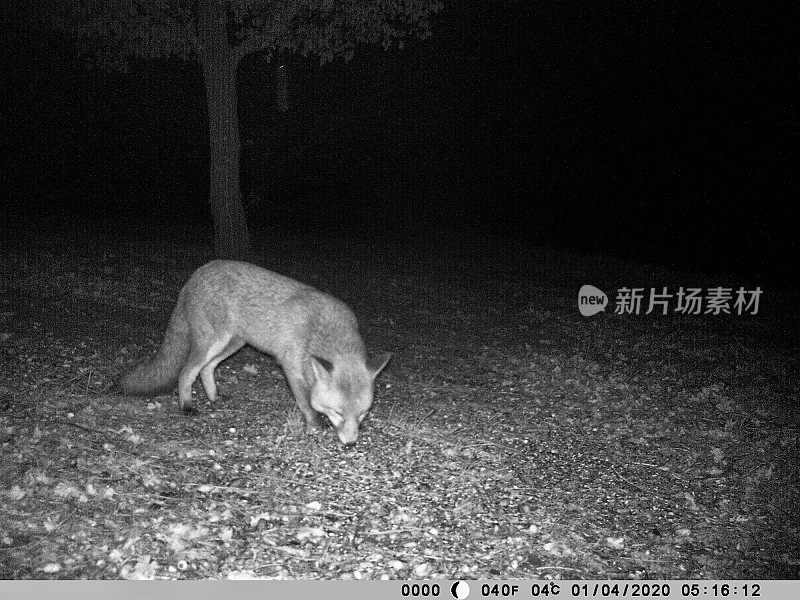 狐狸在法国花园觅食