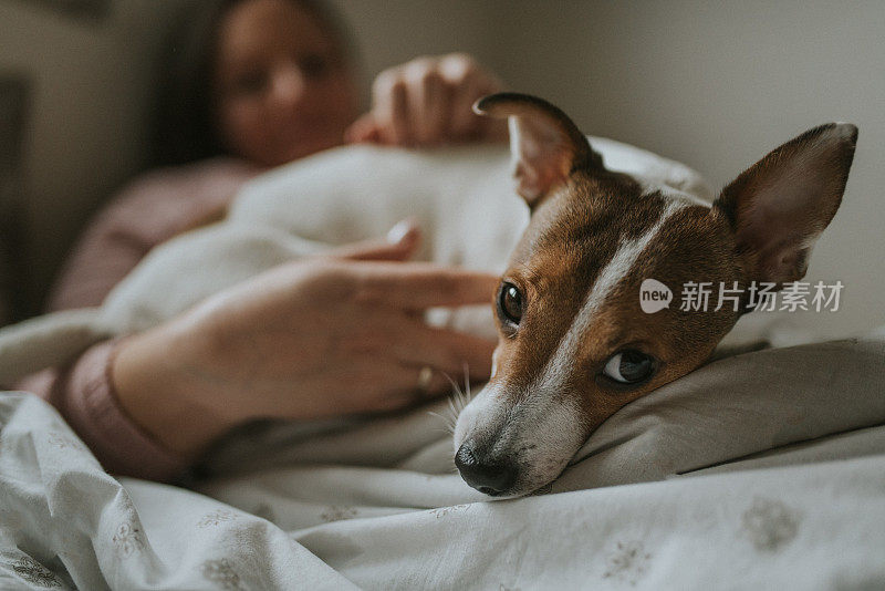 一个年轻女人和她的小狗杰克罗素狗在床上玩，看着它。