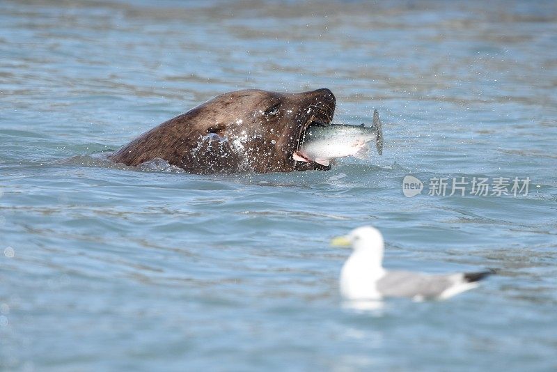 虎头海狮捕获鲑鱼