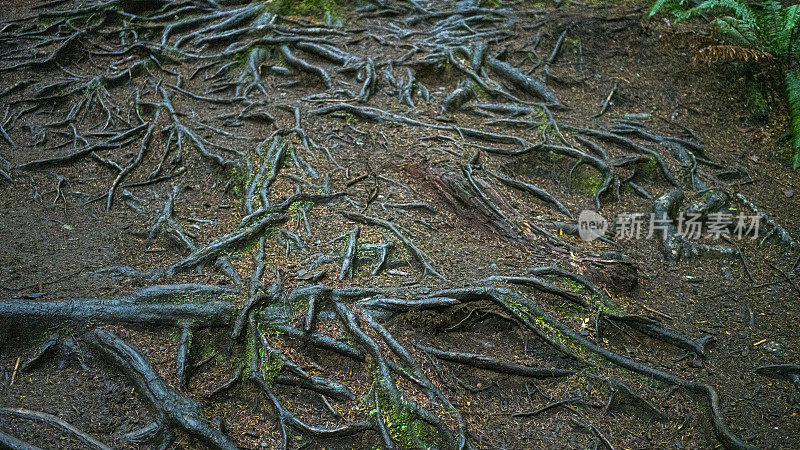 树根，西海岸小径，不列颠哥伦比亚省