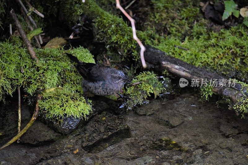 生锈的黑鸟