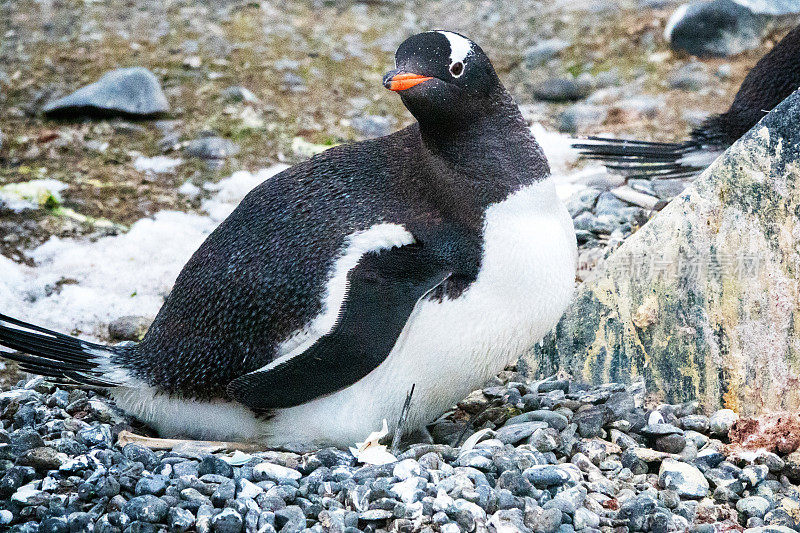在南极半岛筑巢的巴布亚企鹅。